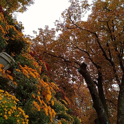 Золотая осень в Курске: идеальное место для прогулки