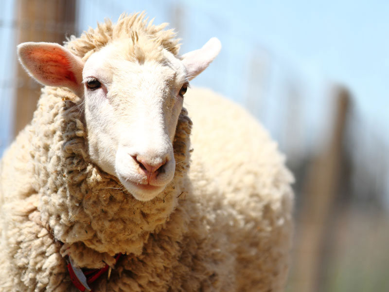 В Курскую область переехали австралийские овцы
