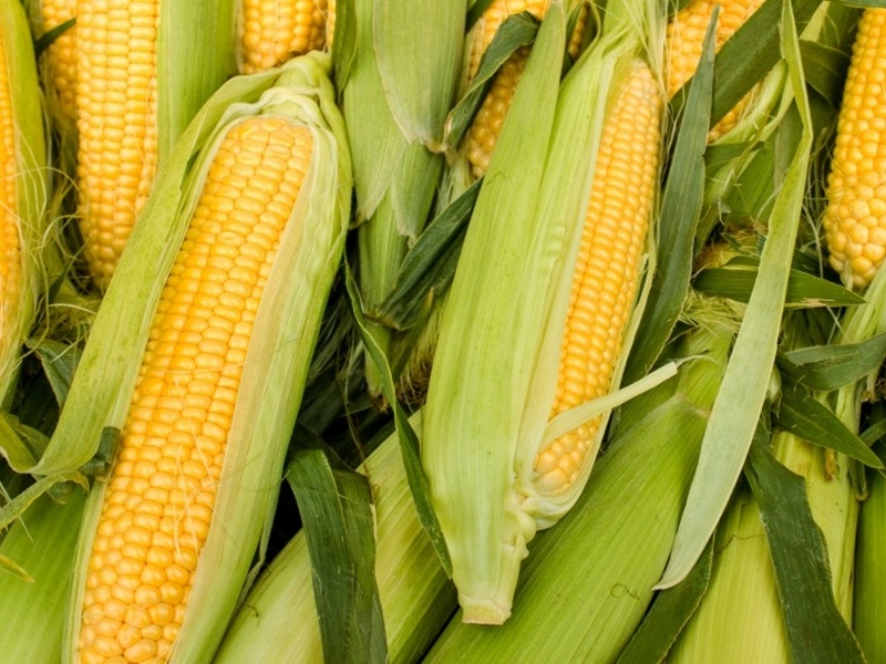 Курянин получил срок за кражу 125 початков кукурузы
