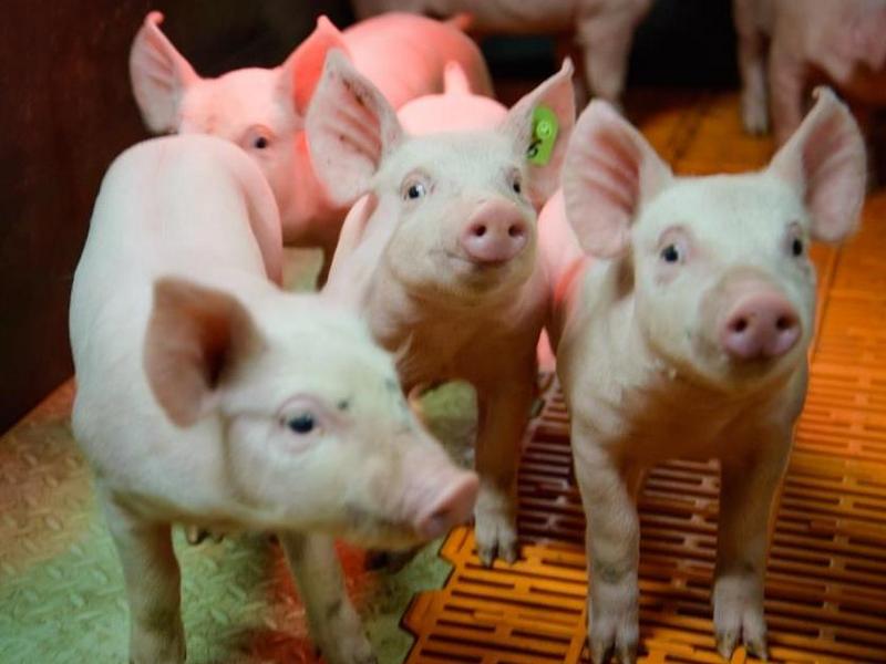 АПХ "Мираторг" увеличил до 109 тыс. тонн производство свинины в Курской области в 2017 году