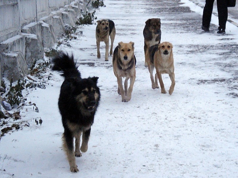 В Курске начнут отлавливать бродячих собак