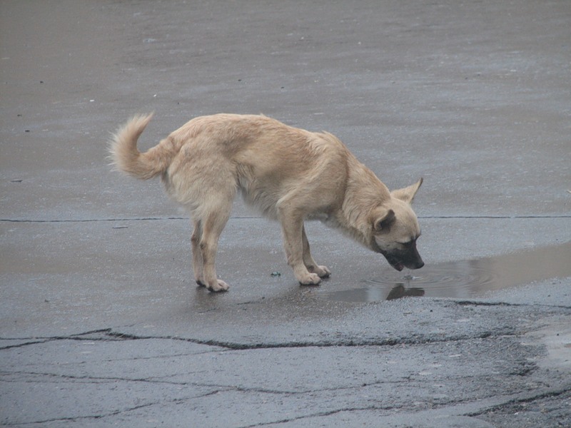 В Курске на отлов бродячих собак выделят еще миллион рублей