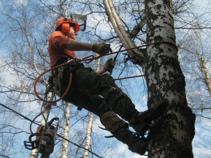 В Курске ежегодно спиливают около 6 тысяч деревьев