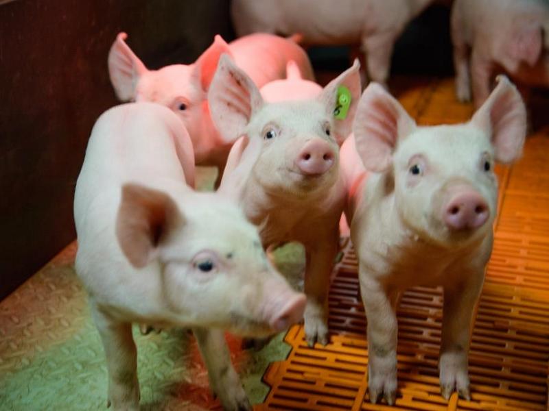"Мираторг" увеличил на 4,3% до 55,8 тыс. тонн производство свинины в Курской области в первом полугодии 2018 года