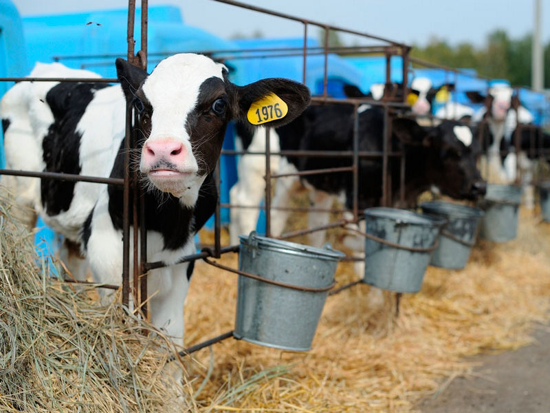 Немецкий холдинг возведет молочные комплексы в Курской области