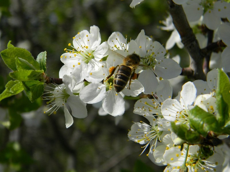Численность пчел в Курской области восстановили