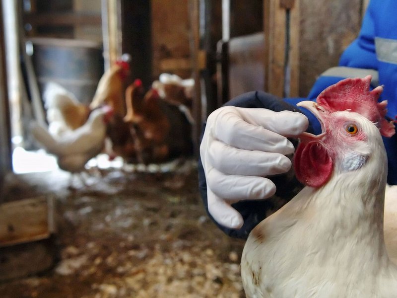 В Курской области действует карантин по птичьему гриппу