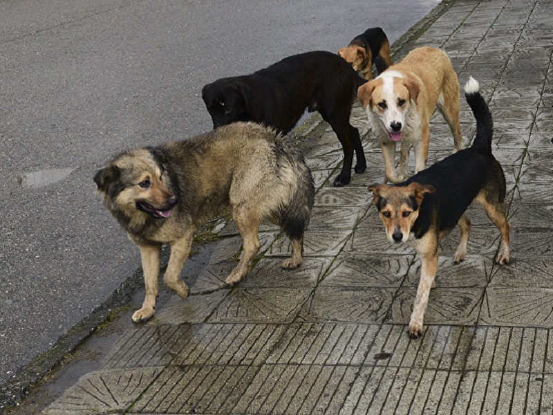 В Курске некому отлавливать собак на улице