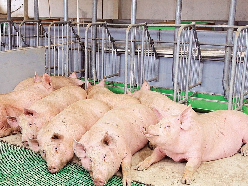 Суд приостановил работу свинофермы в Курской области