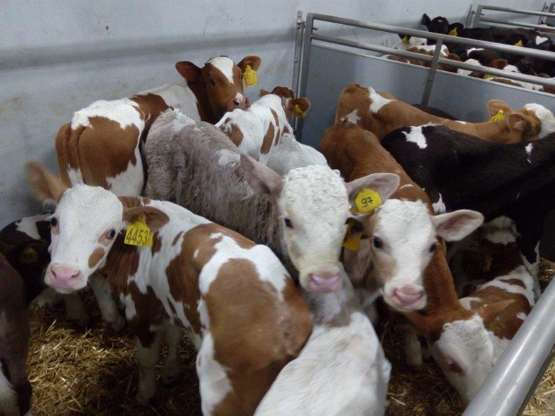 "Мираторг" увеличил более чем в два раза закупки скота для производства розовой телятины в Курской области