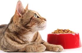 По каким критериям выбрать сухой корм для кошки?