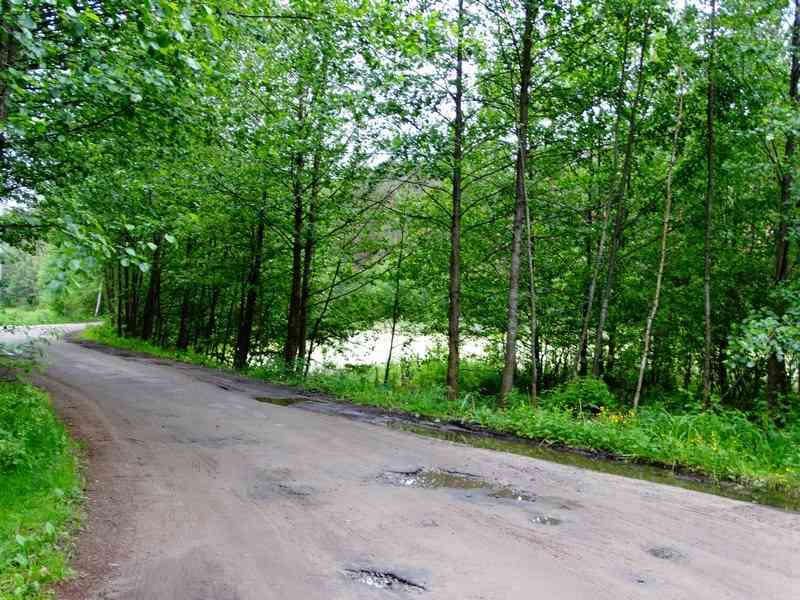 В Курской области восстановят 300 гектаров леса