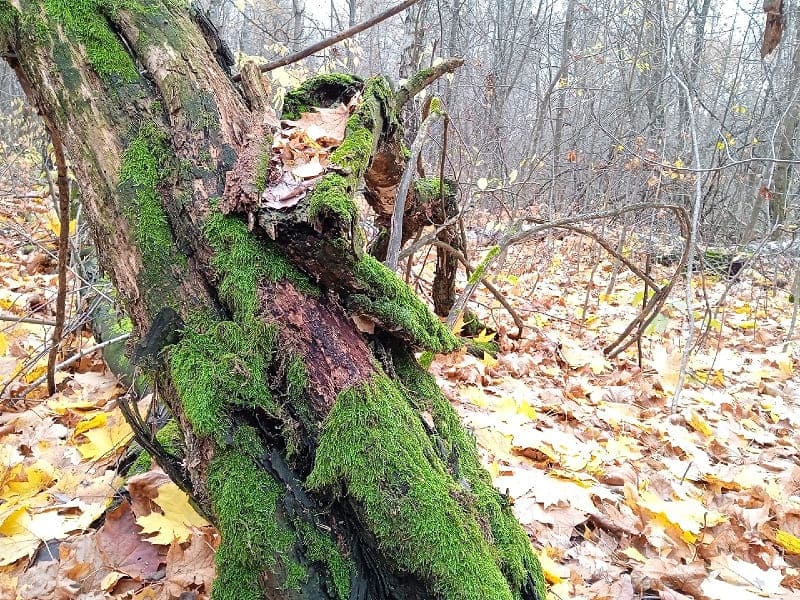 В Курской области восстанавливают леса