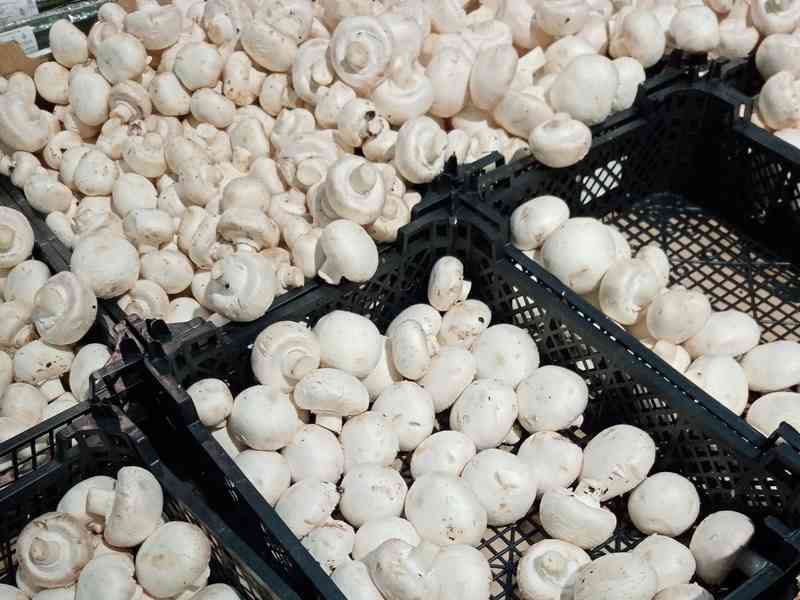 Курская область увеличила экспорт грибов
