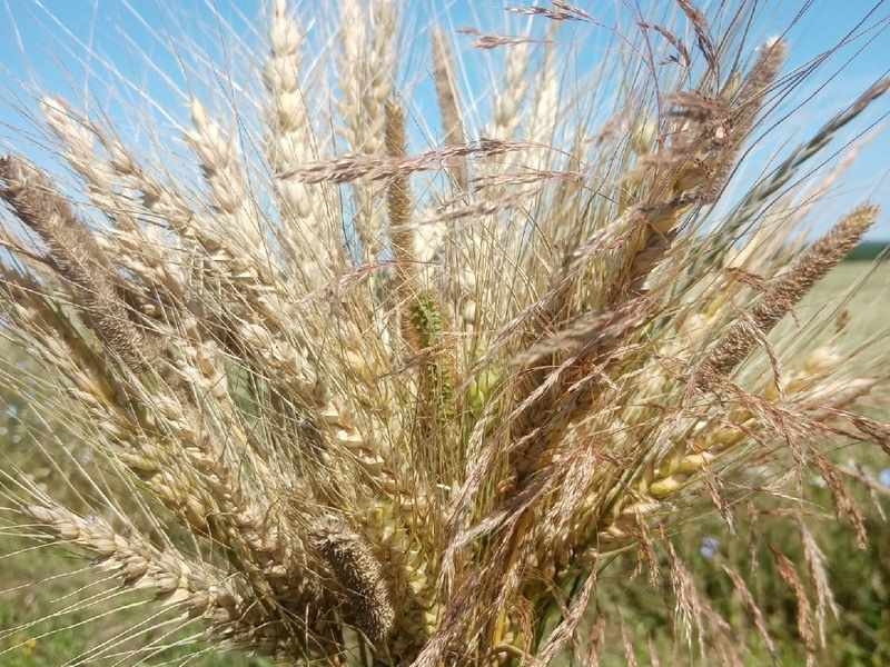 Орловская и Курская области увеличили экспорт зерна