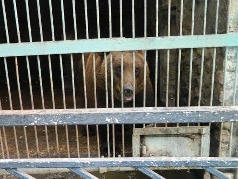 Ветеринары проинспектировали зоопарк под Курском