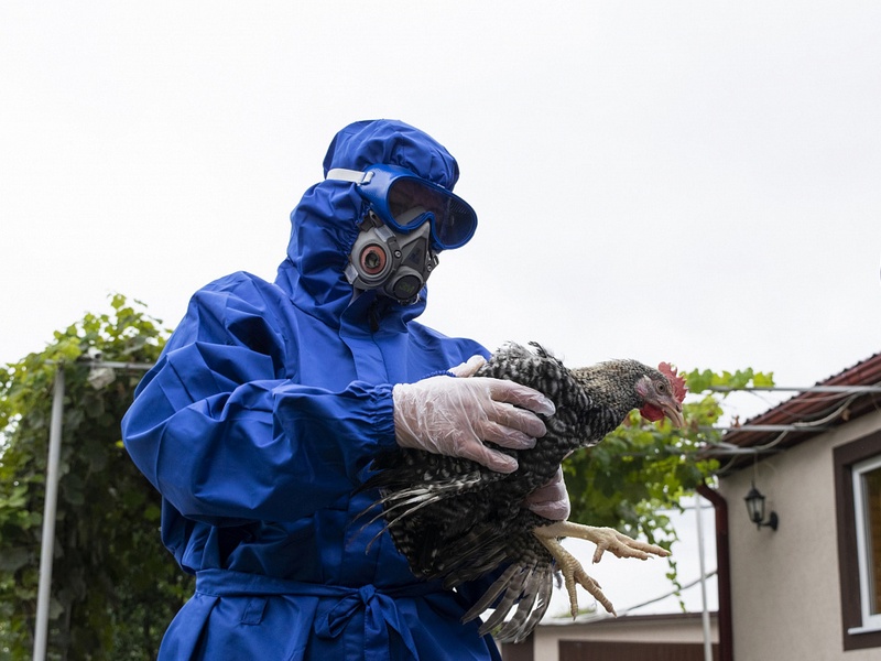 В Курской области выявлен очаг птичьего гриппа