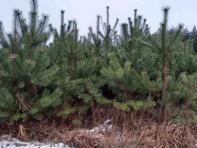 В Курской области к Новому году вырастили более 1000 елок