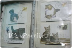На открытках представлен символ следующего года - кот.